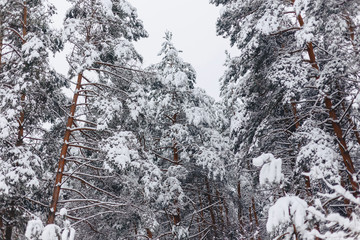 pine tree in the snow cover