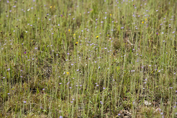 Pha Taem National Park