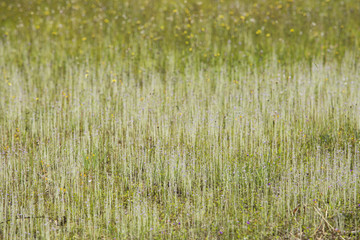 Pha Taem National Park