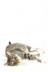 Katze