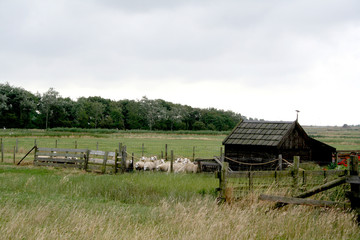 Texel, agricultural landscape