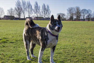 Akita Standing on grass in the park