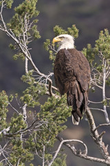 Eagle at tree top perch in Los Angeles