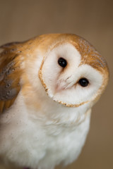 メンフクロウのアップ