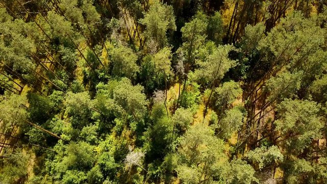 Drone flying forward over sunny green forest. Aerial flyover shot of warm summer mixed treetops texture. Topview 4K.