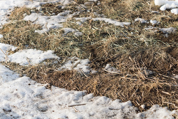 Dry grass under snow