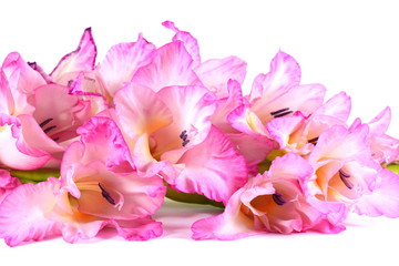 Pink gladiolus isolated on white