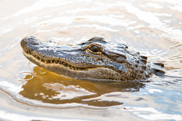 Head of an aligator juts out of the water