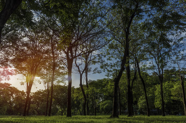 Obraz premium Green trees during the morning sunrise in the park.