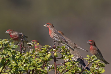 Birds House Finch on bush perch