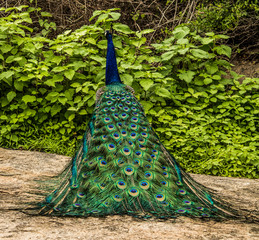 Indian Peacock