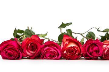 flowers isolated on white background