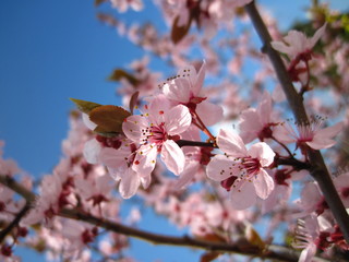 Bl&uuml;ten der Blutpflaume an einem Ast vor blauem Himmel