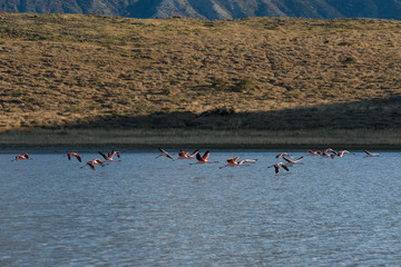 Flamingoes taking flight