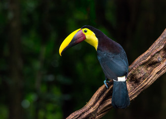 Toucan perched on branch. Costa Rica forest.