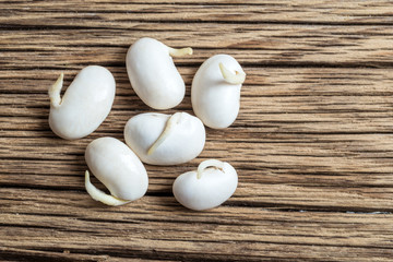 Fototapeta na wymiar white bean sprouts on wooden table