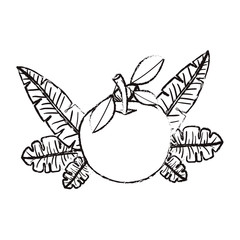 orange with leafs fresh and citrus fruit vector illustration design