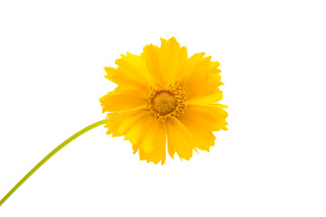 yellow flowers isolated