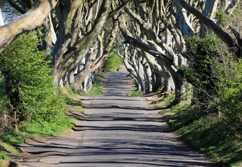 aleja ze starymi dużymi drzewami w Dark Hedges