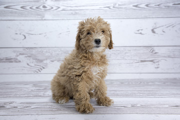 Poodle with white wood background 