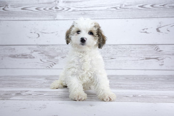 Teddy Bear with white wood background 