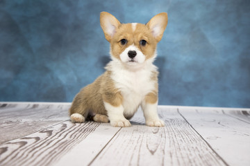 Corgi with cloudy dark blue and white wood background 