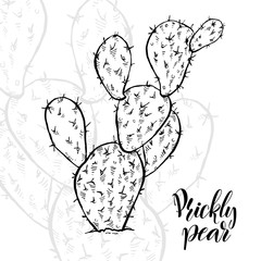 Hand drawn Opuntia ficus-indica