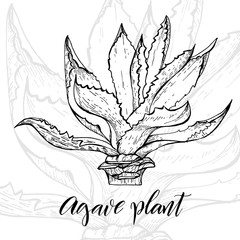 Hand drawn agave plant