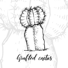 Hand drawn grafted cactus