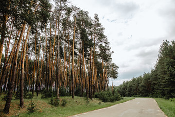 road through pine forest despite green spring meadows