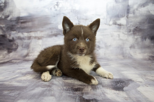 Pomsky with gray marbled background 