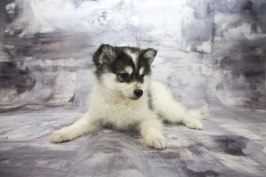 Pomsky with gray marbled background 