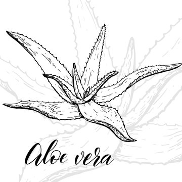 History of Aloe Vera