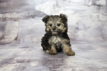 yorkiepoo with gray marbled background 