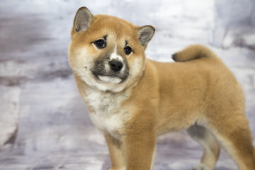 Shuba Inu with gray marbled background 