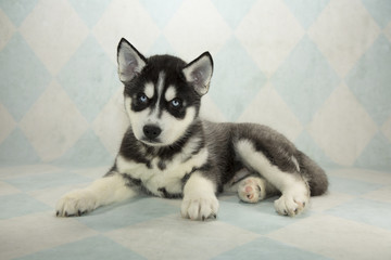 Siberian Husky on cream and blue diamond background 