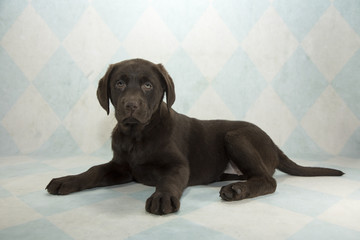 Labrador Retriever on cream and blue diamond background 