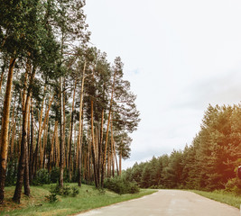 road through pine forest despite green spring meadows