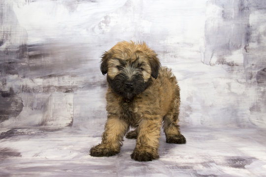  Soft Coated Wheaten Terrier with gray marbled background 