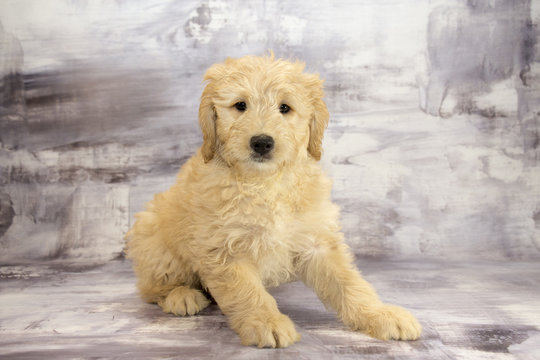 Miniature Goldendoodle with gray marbled background 