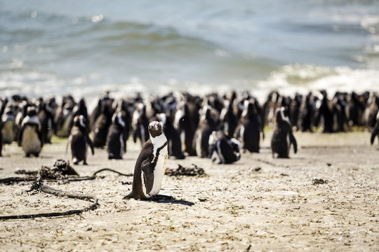 Africa, South Africa, Western Cape, black-footed penguin, Spheniscus demersus