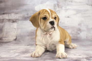 Bugle with gray marbled background 