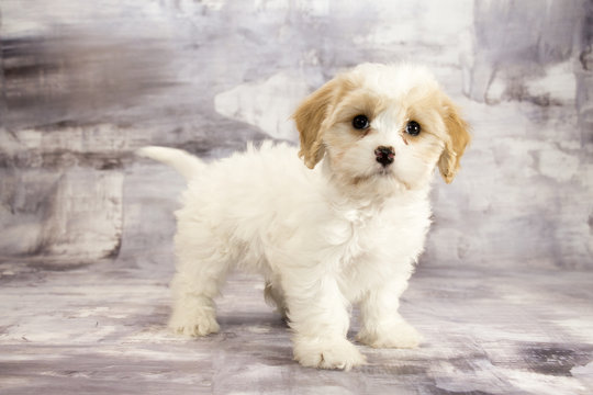 Cavachon – 281 Stock Photos, Vectors, and Adobe Stock