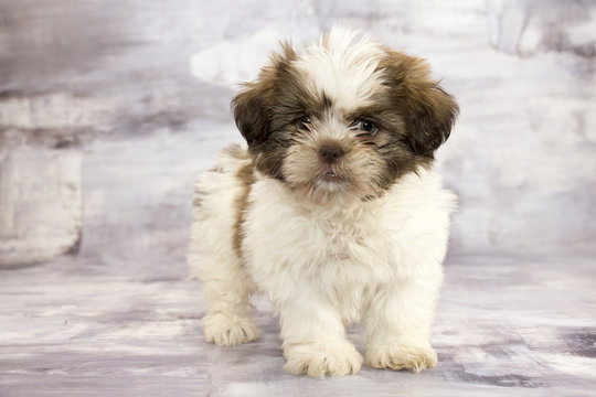 Shih Tzu with gray marbled background 