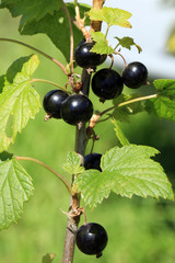 The fruits of blackcurranton the bush. Rural, home garden, eco-friendly. 
