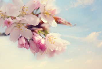blossoming Oriental cherry sakura against the blue sky