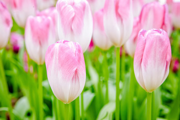 Peaceful light pink tulips