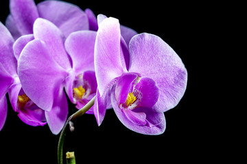 Beautiful violet flowers of orchid isolated on black background