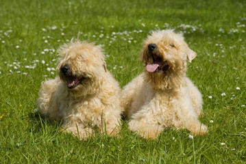 Zwei Irish Soft Coated Wheaten Terrier liegen nebeneinander in einer Wiese