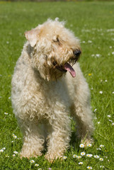 Irish Soft Coated Wheaten Terrier in einer Wiese